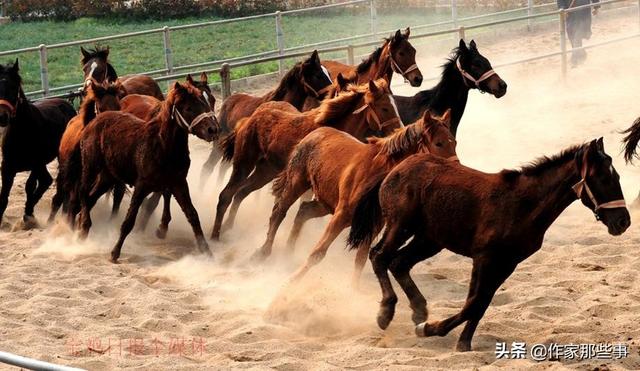 2025今晚澳門開特馬四不像,探索未知，今晚澳門特馬四不像的奧秘與期待